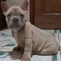 Французский бульдог, в г.Берлин