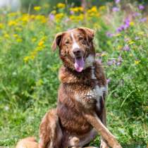 Молодой весёлый Барни в добрые руки!, в Москве