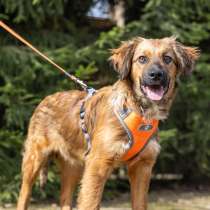 Рэм срочно ищет дом, в Москве