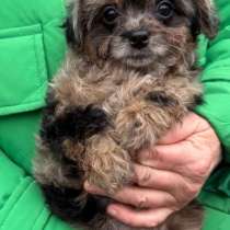 Мини девочка мальтипу редкого окраса, в г.Париж