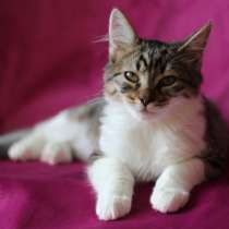 Миловидный котенок с пушистым хвостом, в Санкт-Петербурге