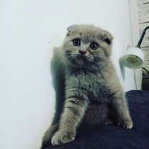 Scottish Fold, в г.Валенсия