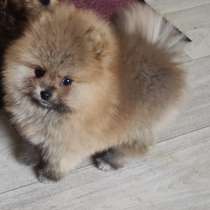 Pomeranian Spitz. Mini boy, в г.Оксенфурт