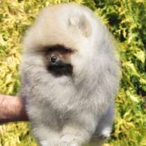 Супер щенок померанского шпица (доставка), в г.Гродно