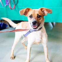 Маленькая хрупкая собачка, 9 кг, в Санкт-Петербурге