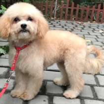 Мальтипу, в г.Берлин