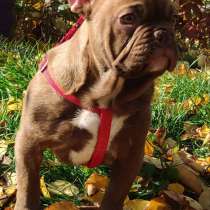 Французский бульдог. Шоко - Изабелла, в г.Нюрнберг