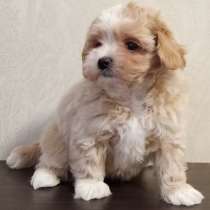 Мальтипу, в г.Rottenburg