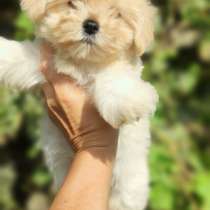 Мальтипу F - 1, в г.Blankenhain