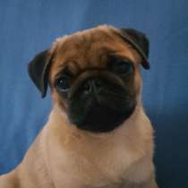 Мопс. Apricot, в г.Берлин