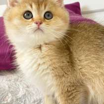 Британская золотая шиншилла, в г.Берлин