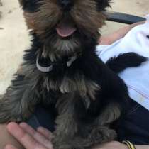 Vendo un cachorro la niña el yorkshire terrier, в г.Аликанте
