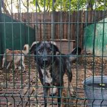 Замечательный парень Ваня в добрые руки!, в Москве