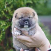 Щенки Сиба Ину, в г.Таллин