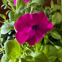 Петуния F1 Шок ВЭЙВ ДИП ПЕРПЛ, в Санкт-Петербурге