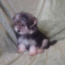 Чорки, в г.Гамбург