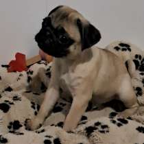 Мопс, в г.Дрезден