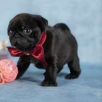 Мопс, в г.Берлин