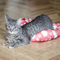 Загадочная кошечка голубого окраса, в Санкт-Петербурге