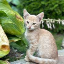 Отдам рыжего котенка в добрые руки, в Самаре