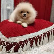 Померанский шпиц. Micro mini girl. FCI, в г.Мейсен