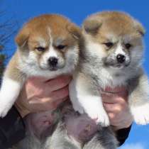 Щенок. японская акита-ину. (доставка), в Санкт-Петербурге