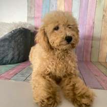Poodle. Apricot girl, в г.Liesborn