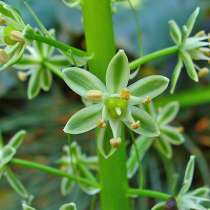 Индийский лук -1000-20000 драм, в зависимости от размера, в г.Ереван