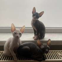 Sfinks, в г.Вольштын