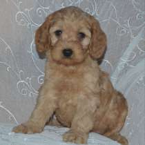 Кокапу, в г.Гамбург