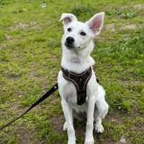 Невероятно красивый белый щенок, в Санкт-Петербурге