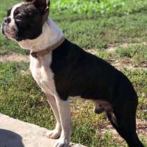 Бостон терьер, в г.Andreasberg