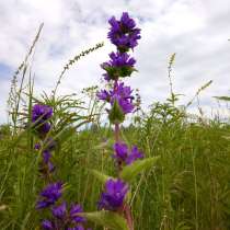 Продам картины, в г.Нью-Лондон