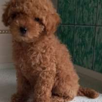 Пудель той. Red, в г.Швайна