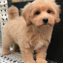 Maltipoo. Boy and girl, в г.Гамбург