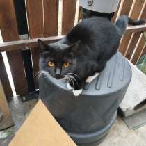 Кошечка Мура, в Краснодаре