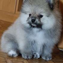 Померанский шпиц, в г.Ostenfeld