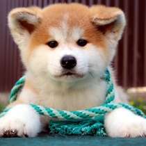 Щенки Акита-ину из проф питомника, в г.Даугавпилс