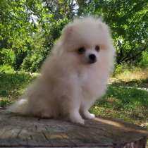 Померанский шпиц. Мини, в г.Берлин