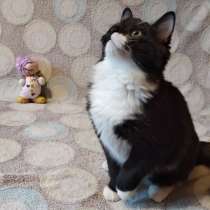 Очаровательнейший котенок-бэтмен, в Санкт-Петербурге