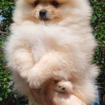 Померанский шпиц, в г.Гамбург