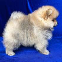 Померанский шпиц, в г.Dusslingen