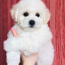 Бишон фризе, в Новосибирске