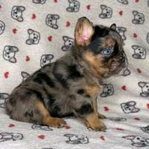 Puppies of different breeds, в г.Берлин