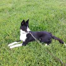 Умный и красивый пёс-подросток, в Санкт-Петербурге