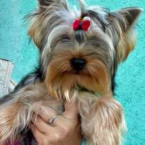 Йоркширский терьер. Мелкий стандарт, в г.Adelebsen