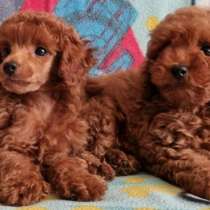 Пудель. Red brown, в г.Анталия