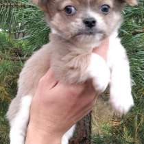 Чихуахуа. Длинношёрстный, в г.Ahausen