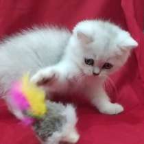 Британские котята, в г.Рим