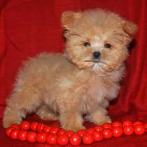 Maltipoo F - 1. Micro mini, в г.Берлин